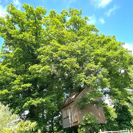 Suspendue Dans Les Arbres